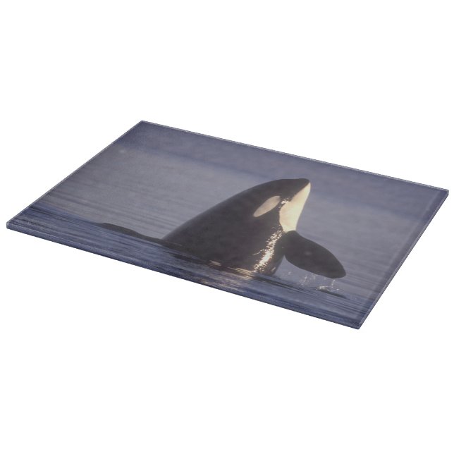 Spyhoppande späckhuggare (Orcinus orca) nära (Hörn)