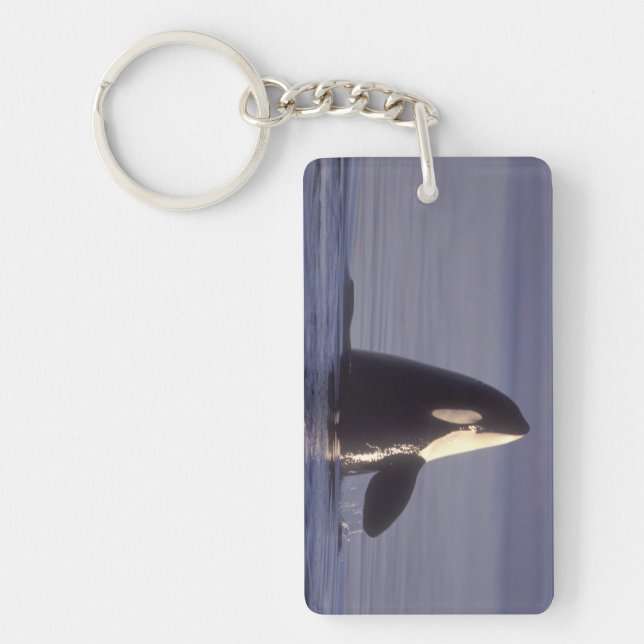 Spyhoppande Späckhuggare (Orcinus orca) nära (Framsidan)