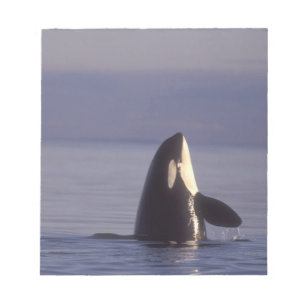 Spyhoppande Späckhuggare (Orcinus orca) nära Anteckningsblock