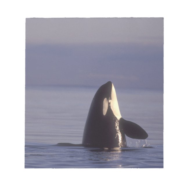 Spyhoppande Späckhuggare (Orcinus orca) nära Anteckningsblock (Framsida)