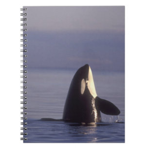 Spyhoppande Späckhuggare (Orcinus orca) nära Anteckningsbok Med Spiral