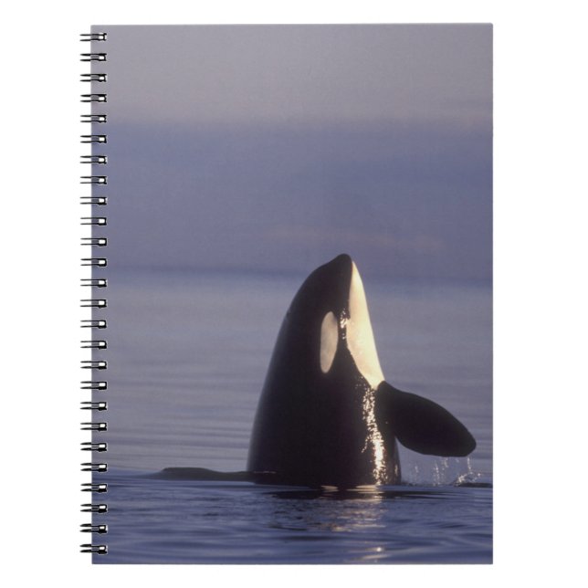 Spyhoppande Späckhuggare (Orcinus orca) nära Anteckningsbok Med Spiral (Framsidan)