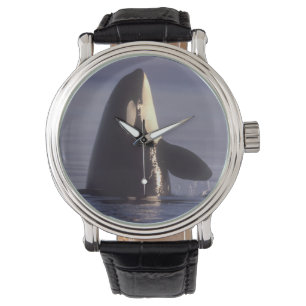 Spyhoppande Späckhuggare (Orcinus orca) nära Armbandsur