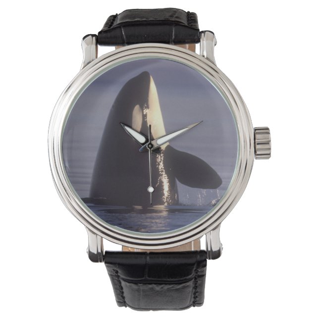 Spyhoppande Späckhuggare (Orcinus orca) nära Armbandsur (Framsida)