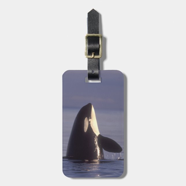 Spyhoppande Späckhuggare (Orcinus orca) nära Bagagebricka (Vertikal Framsida)