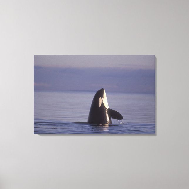 Spyhoppande späckhuggare (Orcinus orca) nära Canvastryck (Framsida)