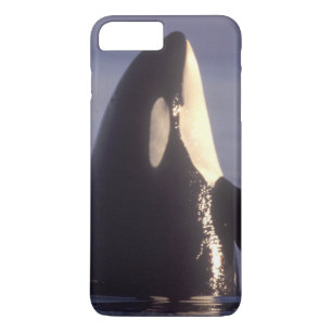 Spyhoppande Späckhuggare (Orcinus orca) nära