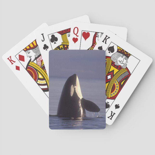 Spyhoppande Späckhuggare (Orcinus orca) nära Casinokort (Baksidan)