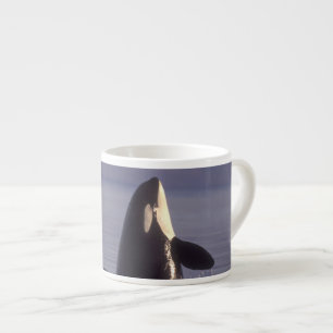Spyhoppande späckhuggare (Orcinus orca) nära Espressomugg