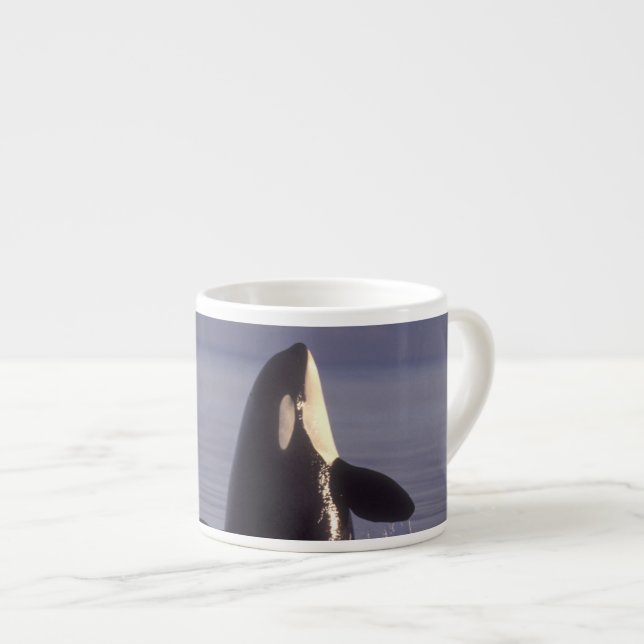 Spyhoppande späckhuggare (Orcinus orca) nära Espressomugg (Framsida höger)