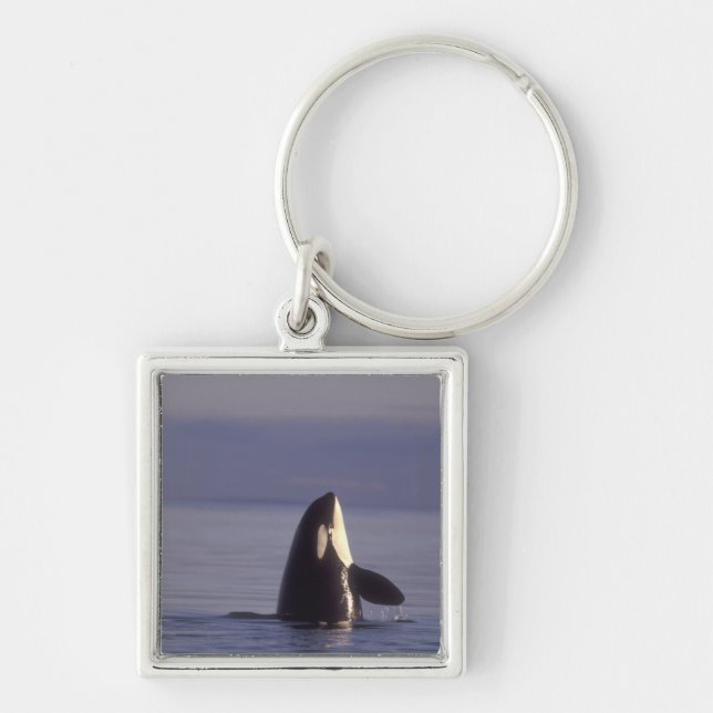 Spyhoppande späckhuggare (Orcinus orca) nära Fyrkantig Silverfärgad Nyckelring (Framsidan)