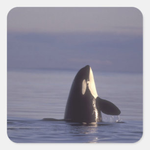 Spyhoppande späckhuggare Orcinus orca nära Fyrkantigt Klistermärke