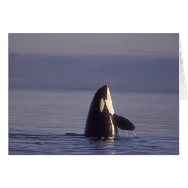 Spyhoppande späckhuggare (Orcinus orca) nära Hälsningskort (Framsidan Horizontal)