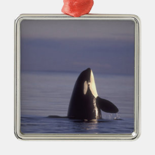 Spyhoppande späckhuggare Orcinus orca nära Julgransprydnad Metall