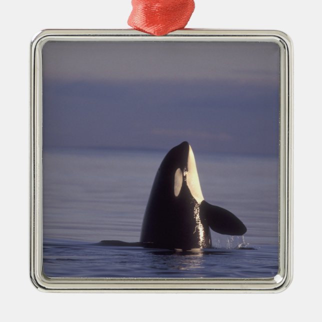 Spyhoppande späckhuggare Orcinus orca nära Julgransprydnad Metall (Framsidan)