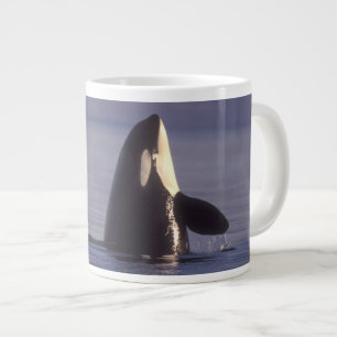 Spyhoppande Späckhuggare (Orcinus orca) nära Jumbo Mugg