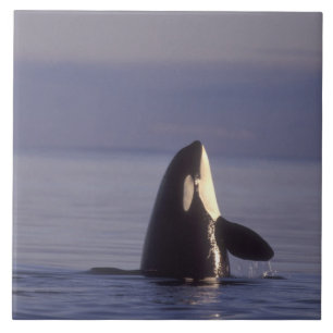 Spyhoppande Späckhuggare (Orcinus orca) nära Kakelplatta