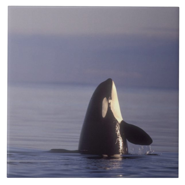 Spyhoppande Späckhuggare (Orcinus orca) nära Kakelplatta (Framsidan)