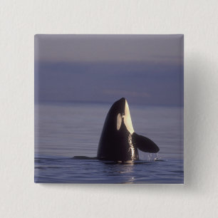 Spyhoppande Späckhuggare (Orcinus orca) nära Knapp
