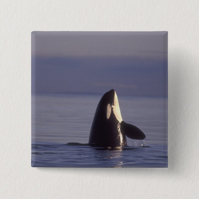 Spyhoppande Späckhuggare (Orcinus orca) nära Knapp (Framsida)