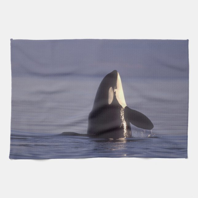 Spyhoppande späckhuggare Orcinus orca nära Kökshandduk (Horisontell)
