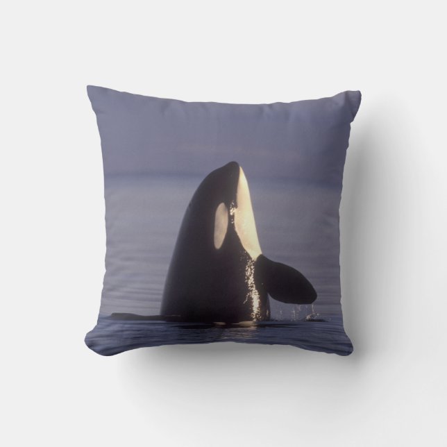 Spyhoppande Späckhuggare (Orcinus orca) nära Kudde (Framsida)