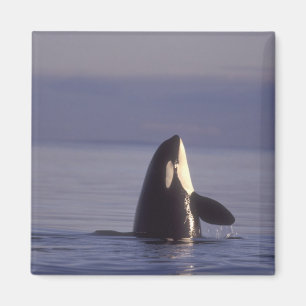 Spyhoppande späckhuggare (Orcinus orca) nära Magnet