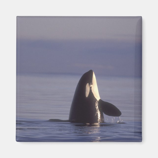 Spyhoppande späckhuggare (Orcinus orca) nära Magnet (Framsidan)