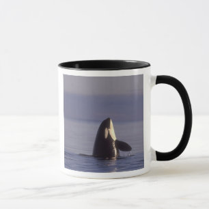 Spyhoppande Späckhuggare (Orcinus orca) nära Mugg