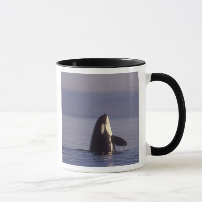 Spyhoppande Späckhuggare (Orcinus orca) nära Mugg (Höger)