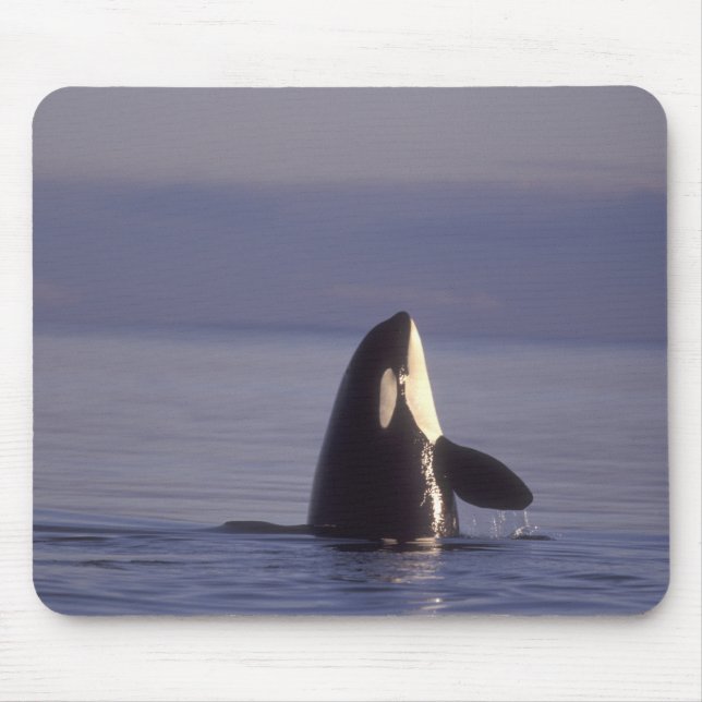Spyhoppande Späckhuggare (Orcinus orca) nära Musmatta (Framsidan)