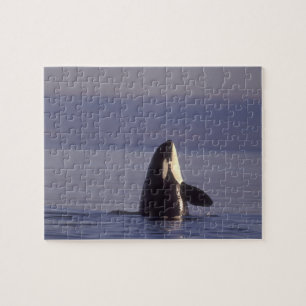 Spyhoppande späckhuggare (Orcinus orca) nära Pussel