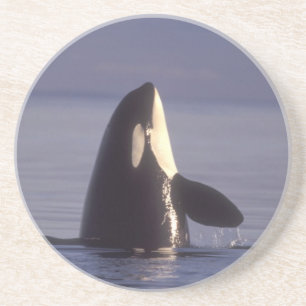 Spyhoppande späckhuggare Orcinus orca nära Underlägg Sandsten
