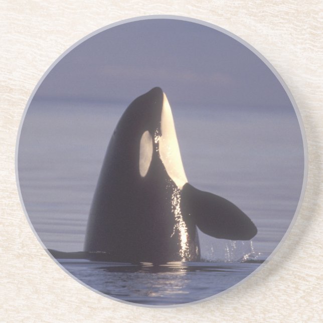 Spyhoppande späckhuggare Orcinus orca nära Underlägg Sandsten (Framsidan)