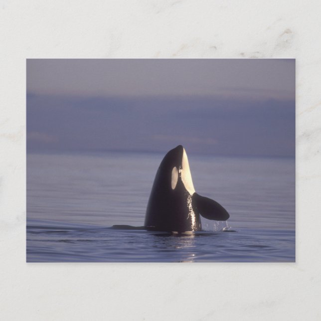 Spyhoppande Späckhuggare (Orcinus orca) nära Vykort (Framsida)