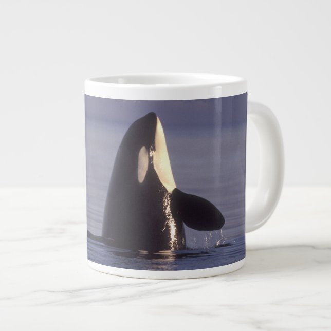 Spyhopping Orca Killer Whale (Orca orcinus) nära Jumbo Mugg (Framsida höger)