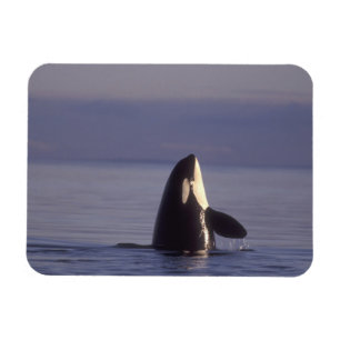 Spyhopping Orca Killer Whale (Orca orcinus) nära Magnet