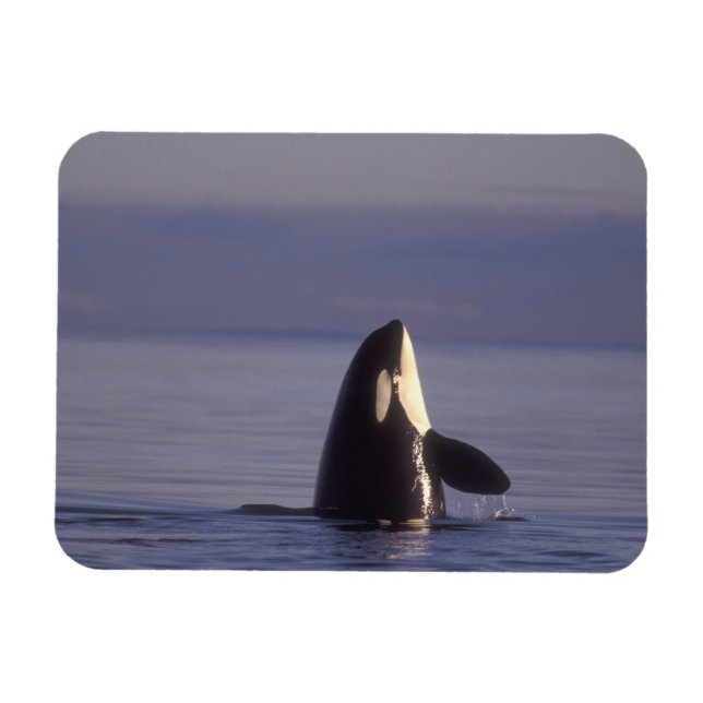 Spyhopping Orca Killer Whale (Orca orcinus) nära Magnet (Horisontell)
