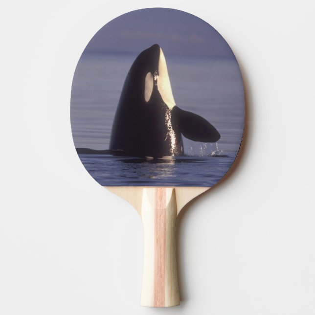 Spyhopping Orca Killer Whale (Orca orcinus) nära Pingisracket (Framsidan)