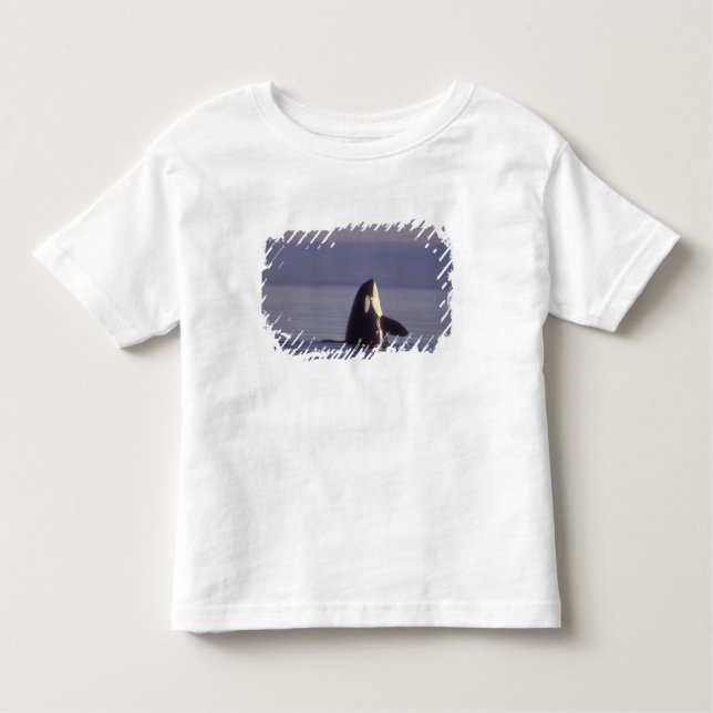 Spyhopping Orca Killer Whale (Orca orcinus) nära Tee Shirt (Framsida)