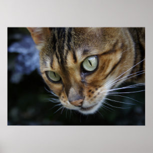 Spying bengal Cat Poster