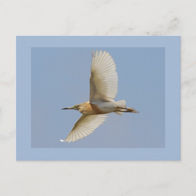 Squacco Heron Vykort (Framsida)
