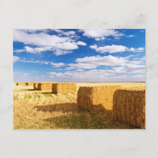 Square Hay Bales Vykort