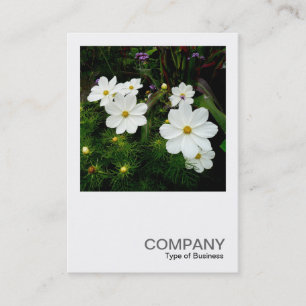 Square Photo 0159 - White Cosmos Flowers Visitkort