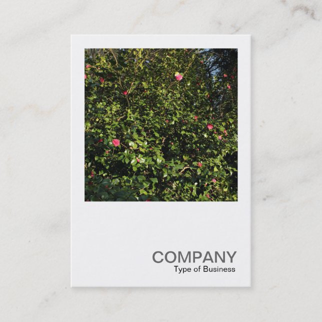 Square Photo 0396 - Red Camellia Bush Visitkort (Framsida)