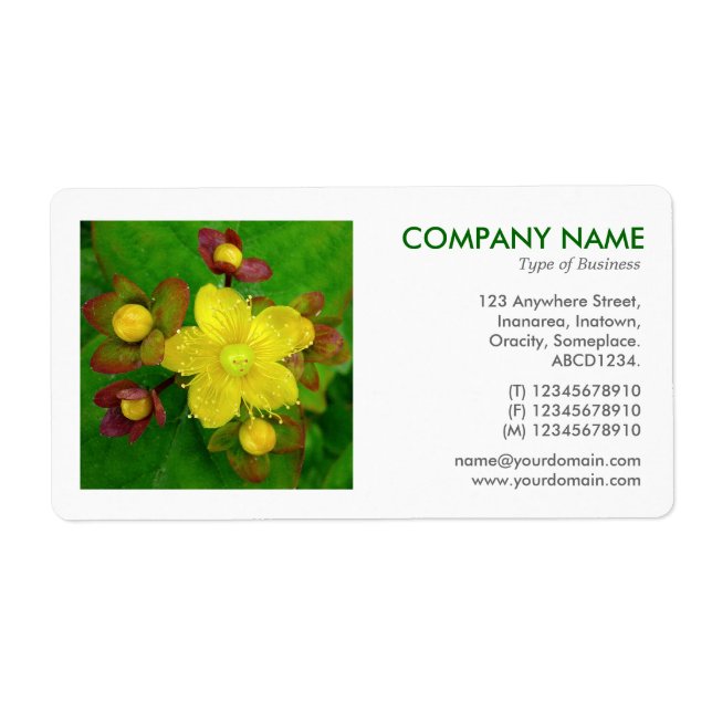 Square Photo - Hypericum perforatum Fraktsedel (Framsidan)