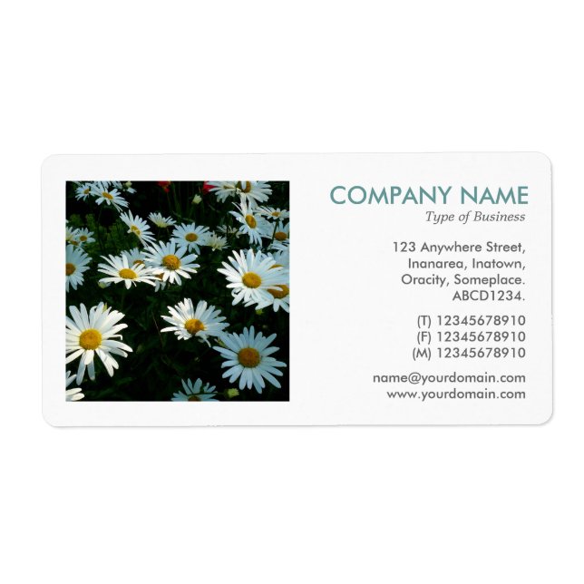Square Photo - Shasta-Daisy Fraktsedel (Framsidan)