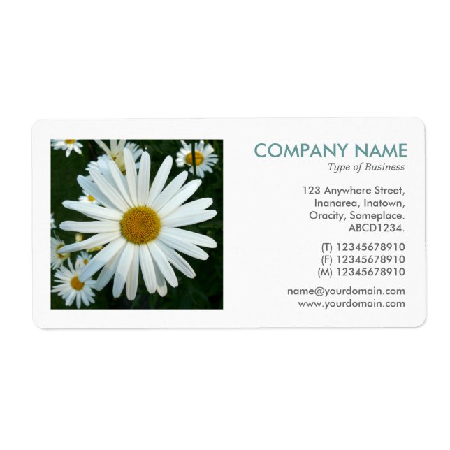 Square Photo - Shasta Daisy Fraktsedel (Framsidan)