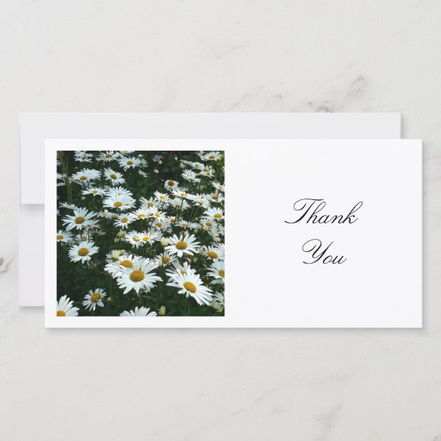 Square Photo - Shasta-Daisy Tack Kort (Framsida)