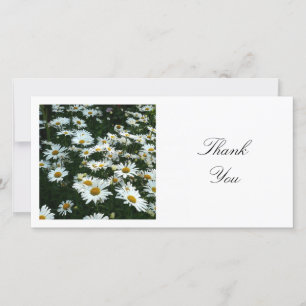 Square Photo - Shasta-Daisy Tack Kort